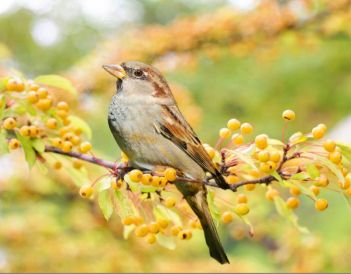 bird-g223d47058_1920_1.jpg